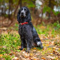 Джек :: Вячеслав Дроздов