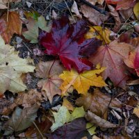 на ковре... :: Всеволод на ковре... :: Всеволод