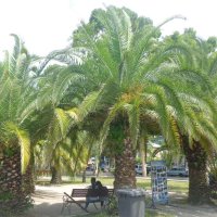 *** :: СЕРГЕЙ ФИЛОЧКИН