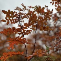 ***осенние...*** :: Olga Oskolkova ***осенние...*** :: Olga Oskolkova