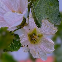 ***цветы в Осени*** :: Olga Oskolkova