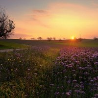 sunrise :: Elena Wymann sunrise :: Elena Wymann