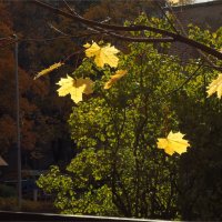 клён опавший :: sv.kaschuk 