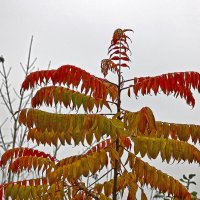 Осенний сумах :: Светлана Осенний сумах :: Светлана