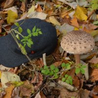 Осенний привет из молдавских лесов 3 :: александр донченко