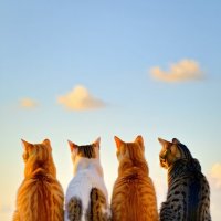 The four cats sit on a white wall :: Vsevolod Boicenka