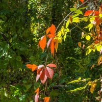 Прогулки по лесопарку :: Евгений Мухин