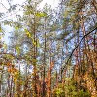 Прогулки по лесопарку :: Евгений Мухин Прогулки по лесопарку :: Евгений Мухин