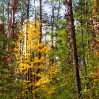 Прогулки по лесопарку :: Евгений Мухин