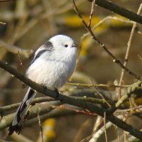 ополовник :: gawrilа - dan