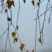 Утро туманное :: Galina 