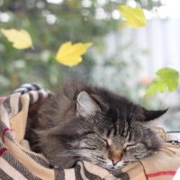 Сильва :: Оксана Новик 