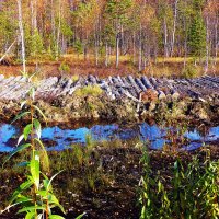 Осень...Лежнёвка на верховом болоте! :: Владимир Осень...Лежнёвка на верховом болоте! :: Владимир