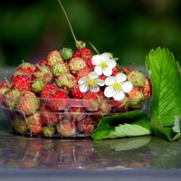 Ягодная пора. :: nadyasilyuk Вознюк