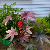 Клещевина. :: nadyasilyuk Вознюк