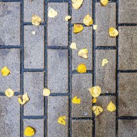 Осенний тротуар :: Валерий Иванович