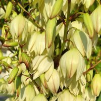 Юкка - древесная лилия :: Татьяна Лютаева