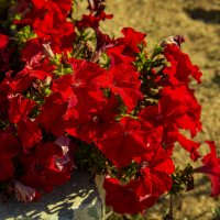 Петуния :: Анатолий Чикчирный