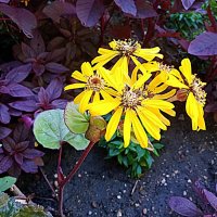 Цветы :: Владимир Драгунский Цветы :: Владимир Драгунский