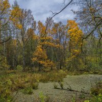 Болотце осенью :: Сергей Цветков Болотце осенью :: Сергей Цветков