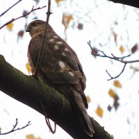 Ястреб-перепелятник :: Лина Ястреб-перепелятник :: Лина
