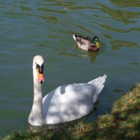 Лебеди Гагаринского  парка :: Валентин Семчишин