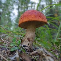 Подосиновик :: Ирина *