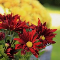 Хризантемки :) :: Татьян@ Ивановна