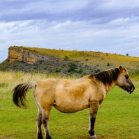 Лошадка :: Георгий А