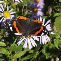 На осеннем солнышке... :: Freddy 97