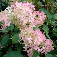 Октябрьская гортензия. :: Лия ☼