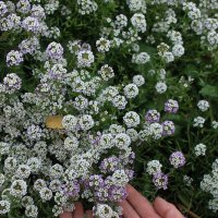 дар Божий :: Мария Реброва