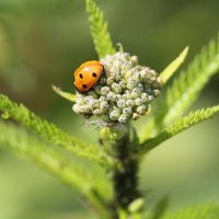 Коровка :: ZNatasha - Коровка :: ZNatasha -