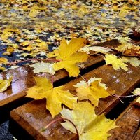 Ну зачем приходит осень?! Мы её об этом просим? Вроде нет, Но, может, Лето Тихо шепчет ей об этом? :: "The Natural World" Александер