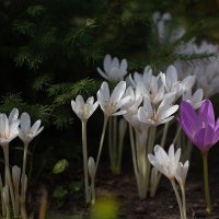 Выскочки :: Елена Ахромеева Выскочки :: Елена Ахромеева