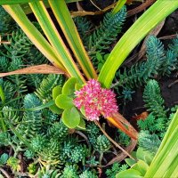 Природный натюрморт! :: Надежда 