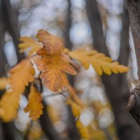 Осень.. :: Евгений 