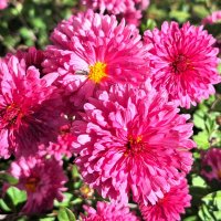 цветы :: Наталья 