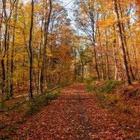 ----------------- :: igor G.