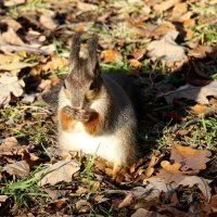 *** :: Наталья Герасимова *** :: Наталья Герасимова