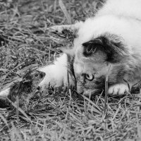 Диалог с обедом . :: Максимус Кунгурский