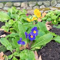 Примула :: Сапсан 