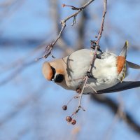 Свиристель :: Виктор Иванович Чернюк