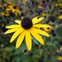 Глазами карими сверкая, Рудбекия пленит собой... :: Галина 