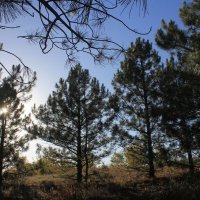 Сосновый бор :: Оксана Новик 