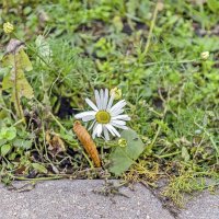 Ещё живая :: Валерий Иванович