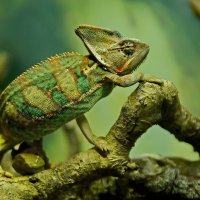 " Сафари парк " Геленджик... :: Николай Саржанов " Сафари парк " Геленджик... :: Николай Саржанов