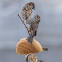 из жизни воробьев . :: юрий макаров