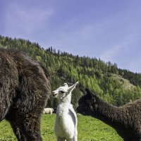 Альпака :: Игорь Сикорский Альпака :: Игорь Сикорский