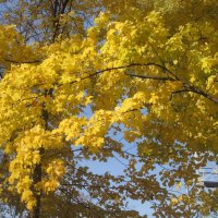 Осеннее :: Елена Семигина